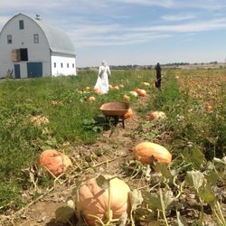 Johnson Farm and Apiary - Pumpkin Patch
