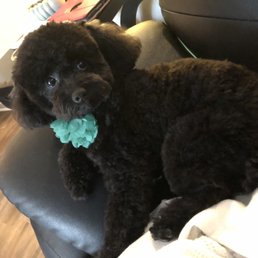 Our poodle after her groom!