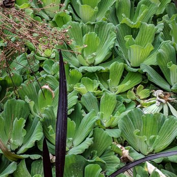Grass Roots Pond & Garden - Water lettuce - Nurseries & Gardening Near Me - New Boston, Michigan Grass Roots Pond & Garden - Water lettuce - Nurseries & Gardening Near Me - New Boston, Michigan