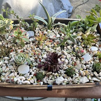 West Valley Nursery - Wine barrel succulents - Nurseries & Gardening Near Me - Tarzana, California West Valley Nursery - Wine barrel succulents - Nurseries & Gardening Near Me - Tarzana, California