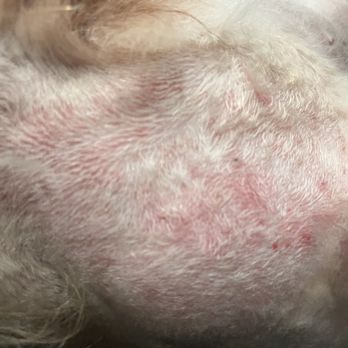 Teds Pet & Feed - Hair ripped out? Shaven, not groomed! - Pet Stores Near Me - Schererville, Indiana Teds Pet & Feed - Hair ripped out? Shaven, not groomed! - Pet Stores Near Me - Schererville, Indiana