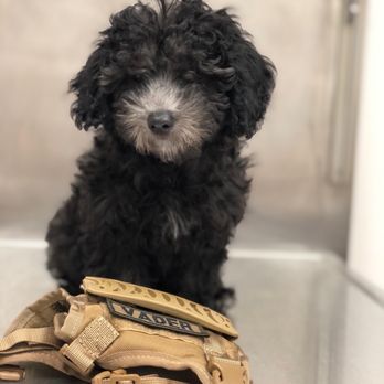 Exclusive Pet Grooming - Before - Pet Groomers Near Me