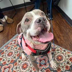 Pets In Need of Greater Cincinnati