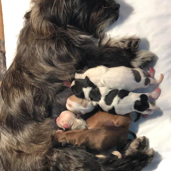 Kate's Rescue For Animals - Opal with her babies (She was rescued from a shelter 4 days before she gave birth) - Community Service/Non-Profit Near Me Kate's Rescue For Animals - Opal with her babies (She was rescued from a shelter 4 days before she gave birth) - Community Service/Non-Profit Near Me