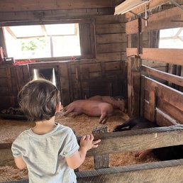 Pigs lounging