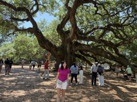 Angel Oak Tree by null