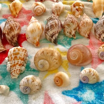 Treasure Seekers Shell Tours - Boat Charters Near Me - Goodland, Florida