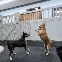 Pet Service Solutions & Pet Hotel