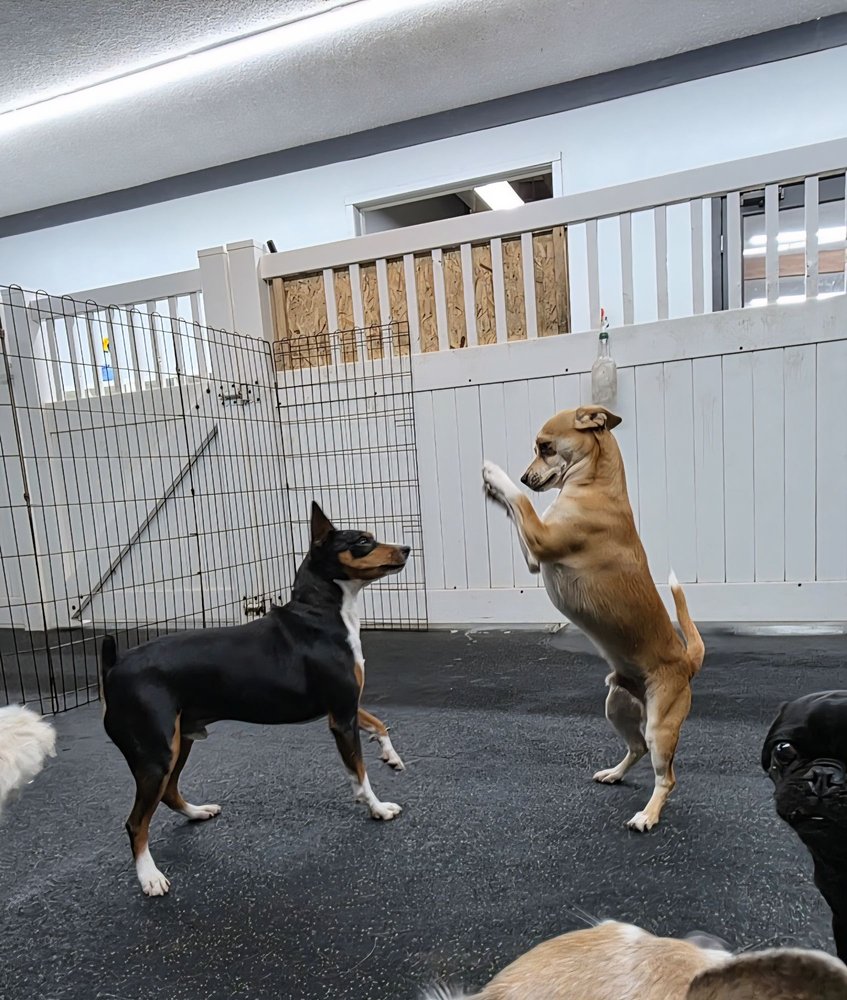 Pet Service Solutions & Pet Hotel