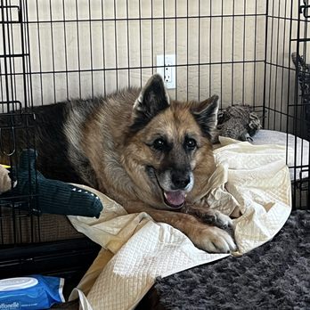 Angel Veterinary Services - Veterinarians Near Me - Phoenix, Arizona