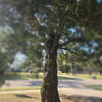 Friendly Touch Tree Service - Huge tree that has damaged my driveway - Tree Services Near Me Friendly Touch Tree Service - Huge tree that has damaged my driveway - Tree Services Near Me