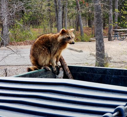 Chickasaw National Recreation Area by null