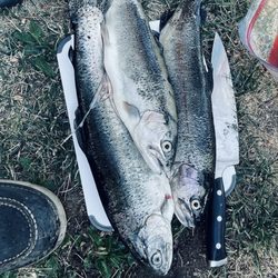 Reagan's Sporting Goods - Fish