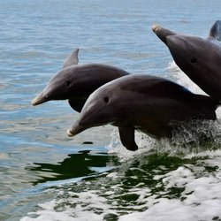 St Pete Beach Dolphin Tours