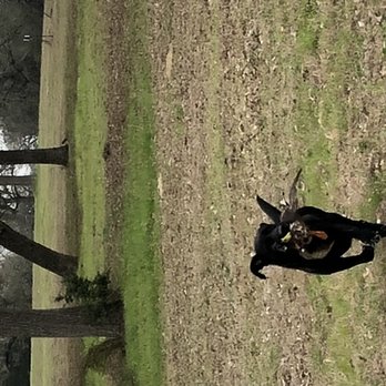 Redmark Kennels - Training on property - Pet Training Near Me - Lexington, Texas