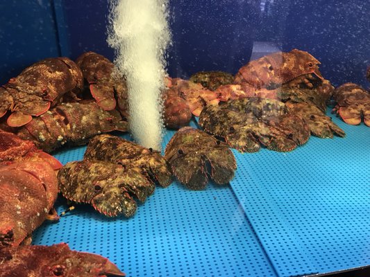 Tsukiji Outer Market by null