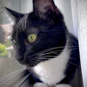 Austin Cat Sitters - Photo included in the visit report - Pet Sitting Near Me - Austin, Texas