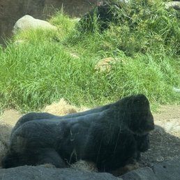 Gorilla.