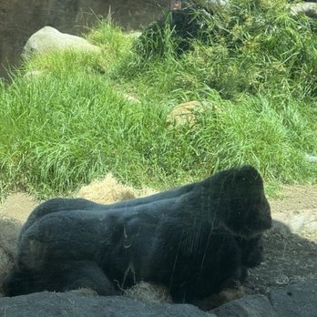Santa Barbara Zoo - Gorilla. - Zoos Near Me - Santa Barbara, California