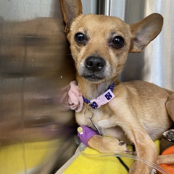 Alpine Veterinary Hospital - One of Lily's stays at Alpine - Veterinarians Near Me - Concord, California Alpine Veterinary Hospital - One of Lily's stays at Alpine - Veterinarians Near Me - Concord, California