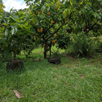Lydgate Farms - Cacao trees - Botanical Gardens Near Me - Kapaa, Hawaii