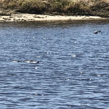 Lone Cabbage Fish Camp - Two gators in he water - Seafood Near Me - Cocoa, Florida Lone Cabbage Fish Camp - Two gators in he water - Seafood Near Me - Cocoa, Florida