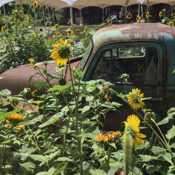 Benmarl Winery - Sunflowers - Wineries Near Me - Marlboro, New York Benmarl Winery - Sunflowers - Wineries Near Me - Marlboro, New York
