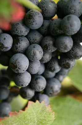 Bolney Wine Estate by null