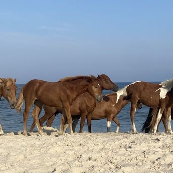 Assateague State Park - Parks Near Me - Berlin, Maryland