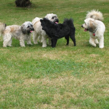 Surrey Dog Day Care - Playing in the backyard. - Pet Sitting Near Me Surrey Dog Day Care - Playing in the backyard. - Pet Sitting Near Me