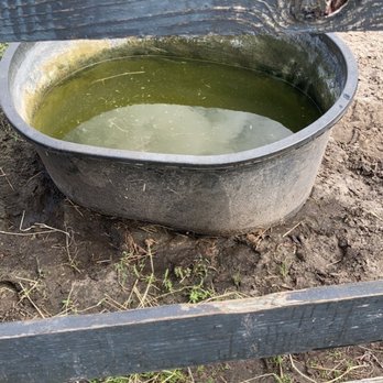 Painted Oaks Academy - Green water that is unsafe for consumption of any living thing. - Horseback Riding Near Me - Orlando, Florida Painted Oaks Academy - Green water that is unsafe for consumption of any living thing. - Horseback Riding Near Me - Orlando, Florida