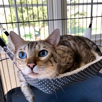 Martas Vineyard Canine Resort - Cat boarding starting at $14 a night - Pet Groomers Near Me - Brookfield, Connecticut Martas Vineyard Canine Resort - Cat boarding starting at $14 a night - Pet Groomers Near Me - Brookfield, Connecticut