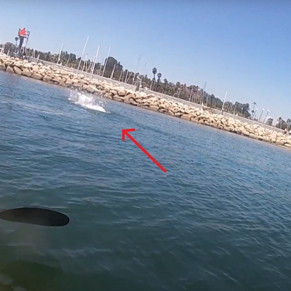 Santa Barbara Sailing Center - Playful seal, splashing water to put on a show for us. - Boating Near Me - Santa Barbara, California Santa Barbara Sailing Center - Playful seal, splashing water to put on a show for us. - Boating Near Me - Santa Barbara, California