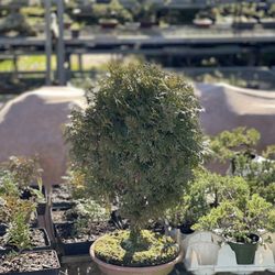 Delia's Bonsai Nursery