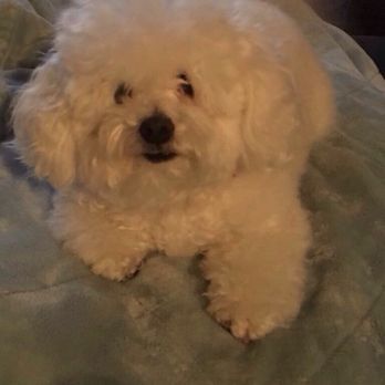 Neo Pet Spa - Pet Groomers Near Me - Miami, Florida