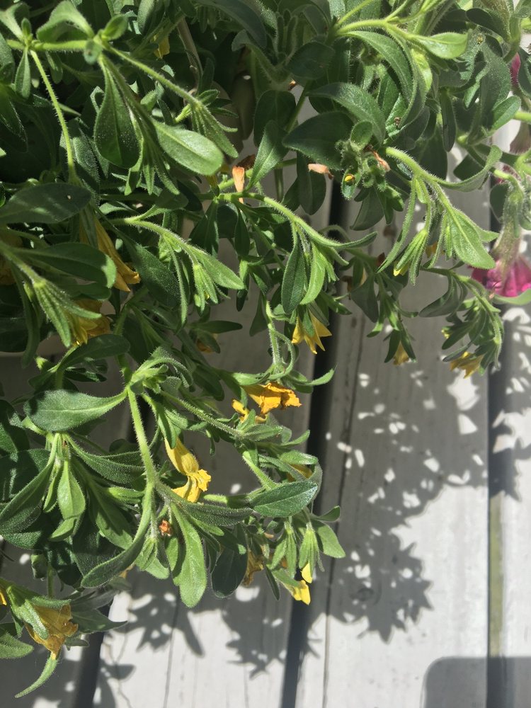 GRORITE GARDEN CENTER Updated April 2024 22 Photos & 14 Reviews 30 Hillview Rd, Lincoln