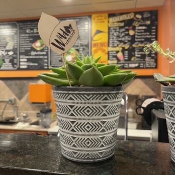 Pham's Kitchen - Aesthetics of restaurant. Such beautiful plants they have. - Vietnamese Near Me - Cheektowaga, New York Pham's Kitchen - Aesthetics of restaurant. Such beautiful plants they have. - Vietnamese Near Me - Cheektowaga, New York