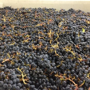 Fall Line Winery - 2012 Arts Vineyard Cab Sauv, ready for the crusher. - Wineries Near Me - Seattle, Washington Fall Line Winery - 2012 Arts Vineyard Cab Sauv, ready for the crusher. - Wineries Near Me - Seattle, Washington