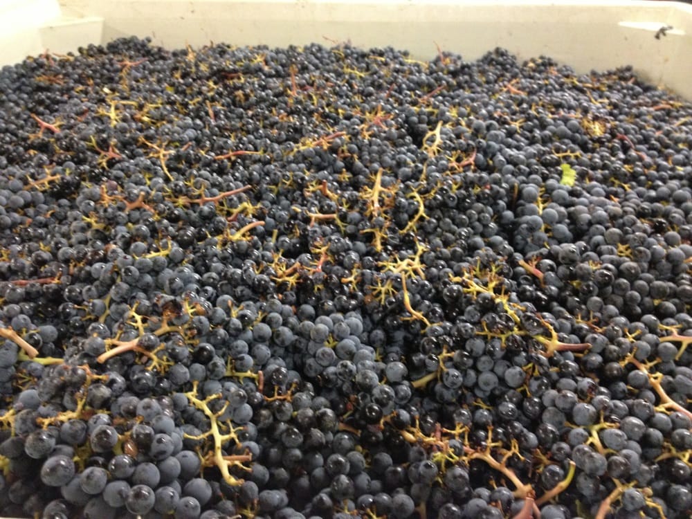 Fall Line Winery - vineyard in Seattle, WA