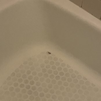 Copley House - Bugs in shared bathroom - Guest Houses Near Me - Boston, Massachusetts Copley House - Bugs in shared bathroom - Guest Houses Near Me - Boston, Massachusetts