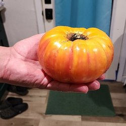 Pomona Valley Farmers Market - Giant rainbow tomato