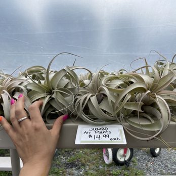Byrne Farm - Huge Air plants! - Farmers Market Near Me - Wrightstown, New Jersey