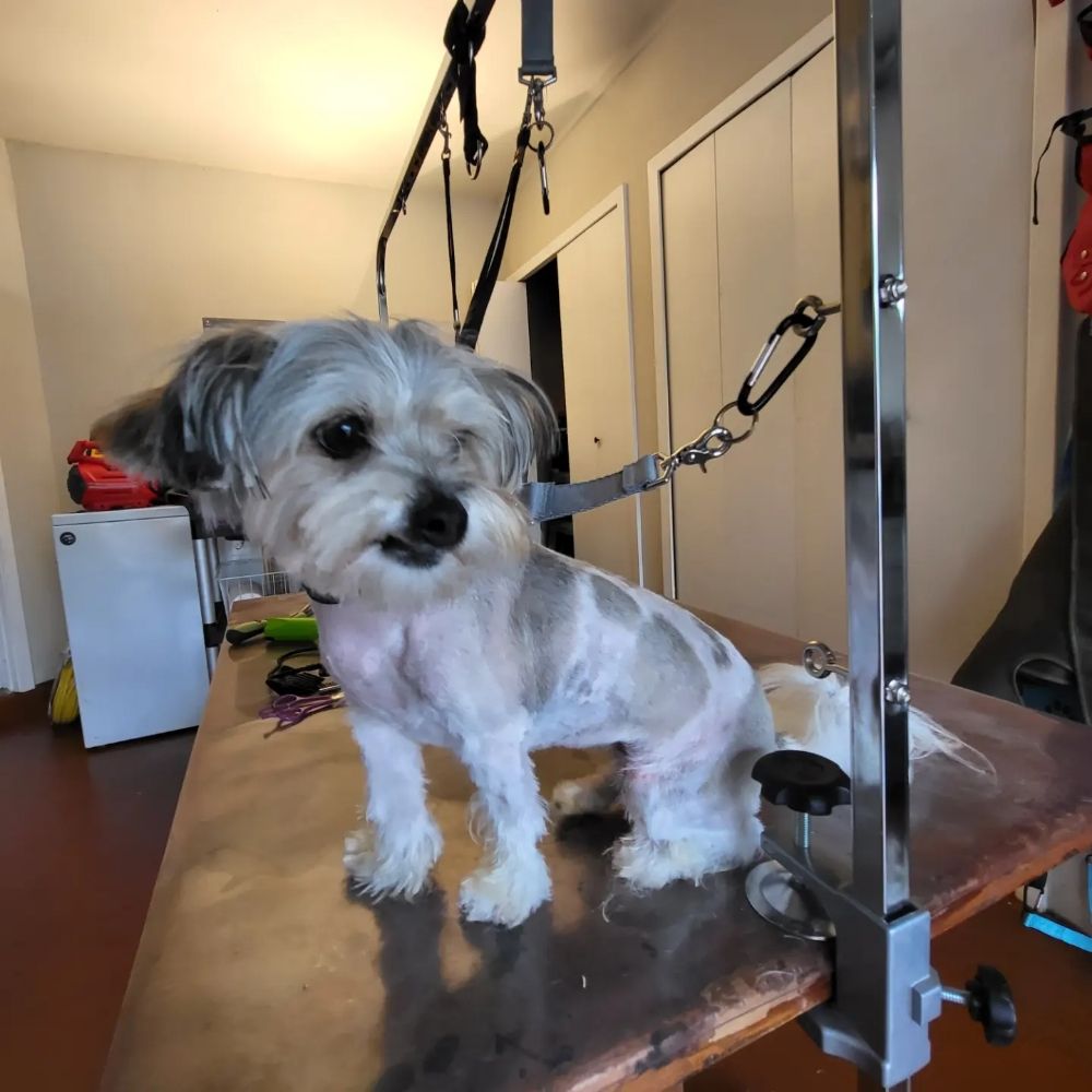 ROSIE’S DAY OUT Updated June 2024 77 Photos 13355 Pecan Glade