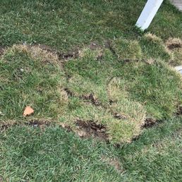 Lawn in disrepair