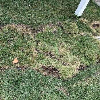 Central Plumbing & Sewers - Lawn in disrepair - Plumbing Near Me Central Plumbing & Sewers - Lawn in disrepair - Plumbing Near Me
