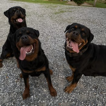 Cali Rottweilers - Cali Rottweilers - Pet Breeders Near Me Cali Rottweilers - Cali Rottweilers - Pet Breeders Near Me