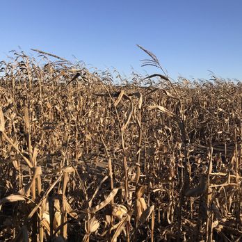 Konow's Corn Maze - Attraction Farms Near Me - Homer Glen, Illinois