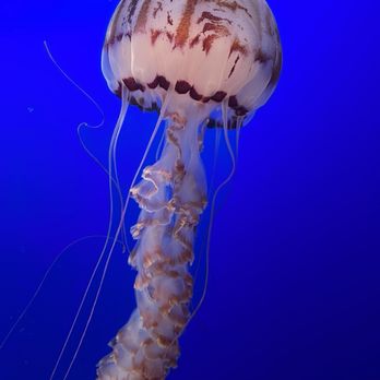 Monterey Bay Aquarium - Aquariums Near Me - Monterey, California