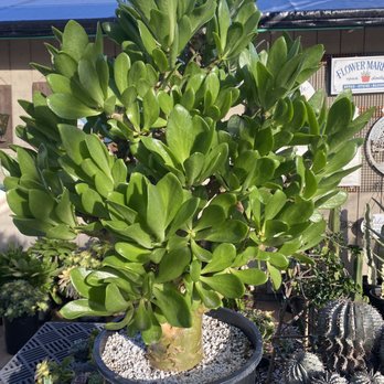 Green Thumb Nursery - Nurseries & Gardening Near Me - San Marcos, California