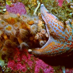 Dive Alaska